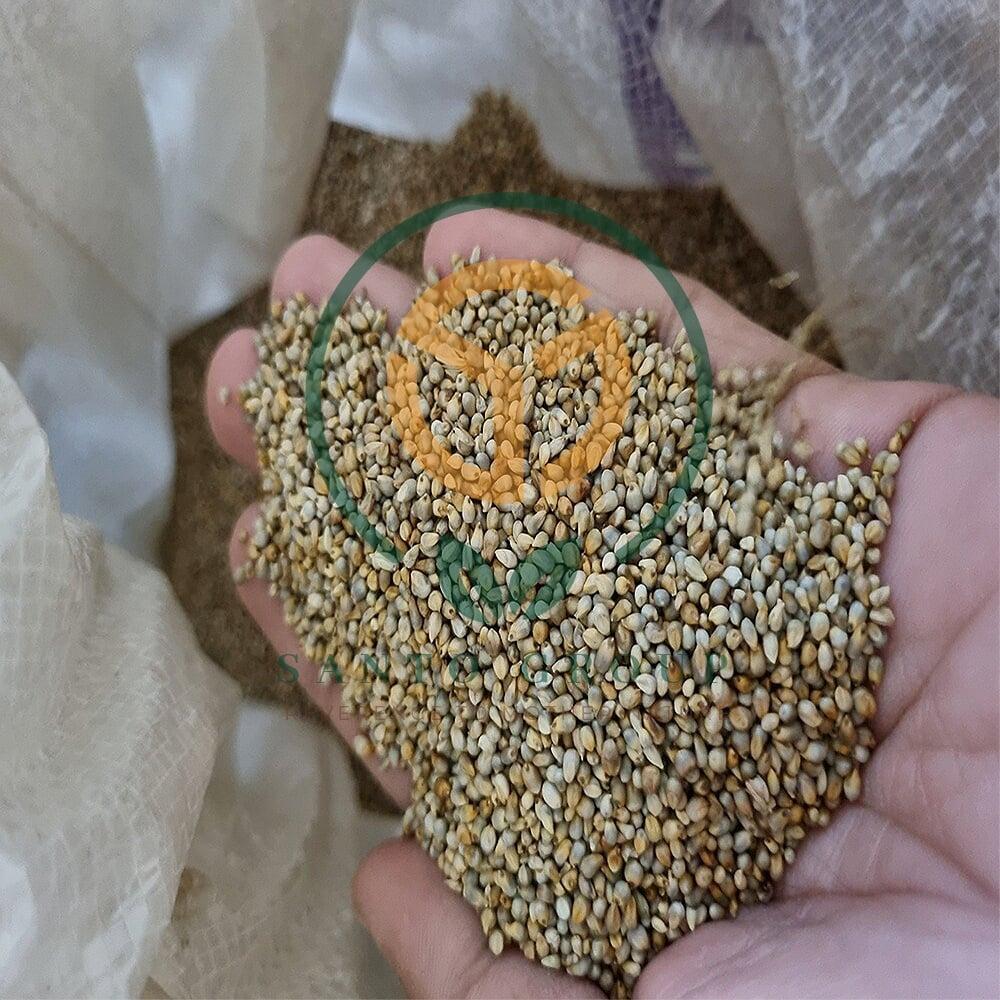 Bajra or Pearl Millet
