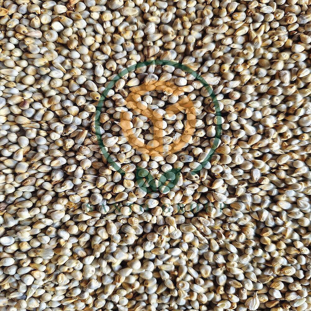 Pearl Millet Bajra Seeds Bulk