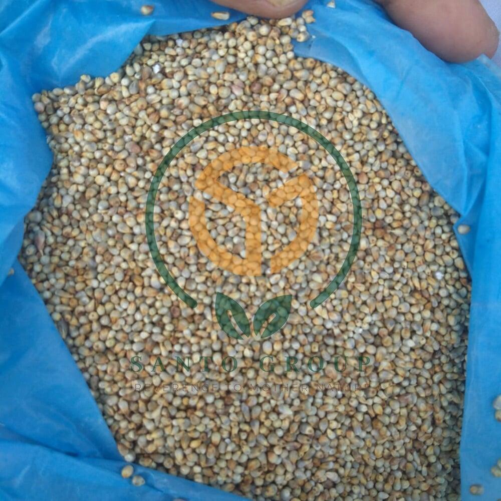 Bajra or Pearl Millet