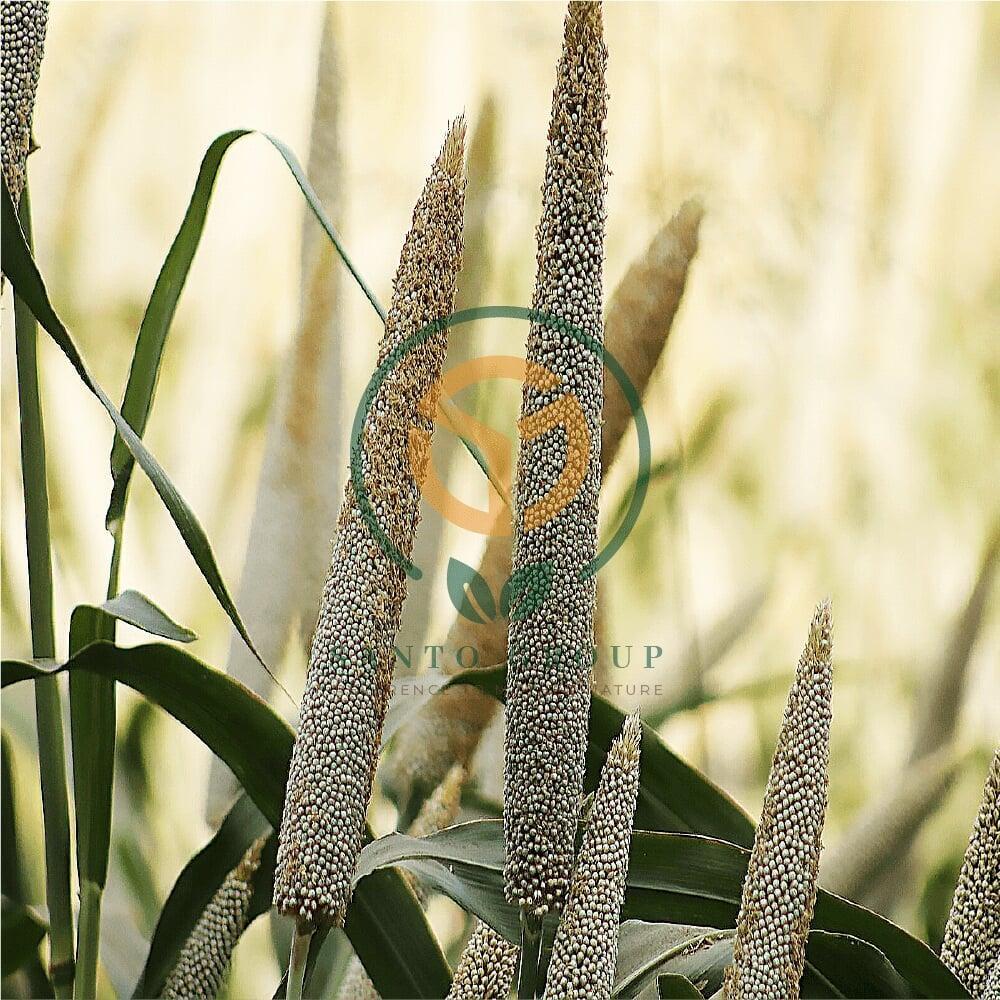 Bajra or Pearl Millet