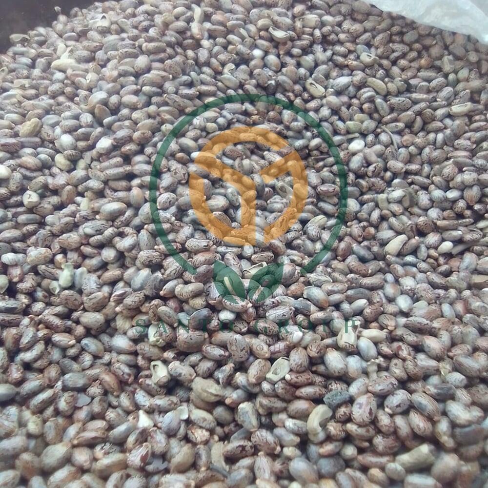 Castor Seeds