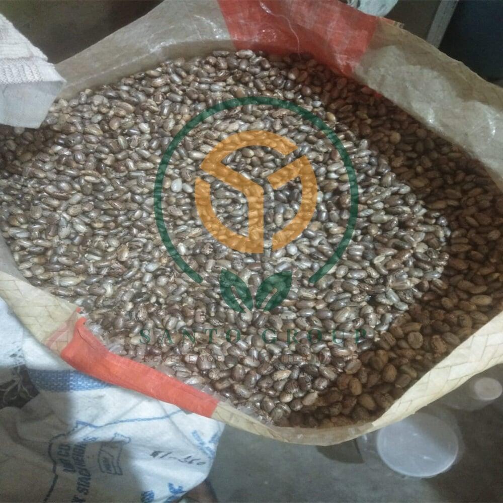 Castor Seeds