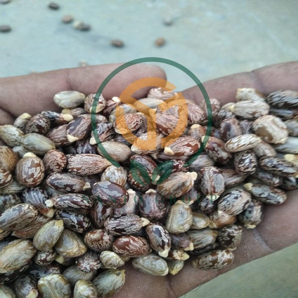 Castor Seeds