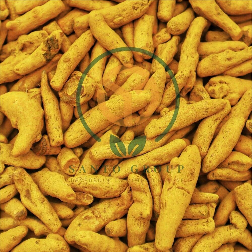 Haldi or Turmeric