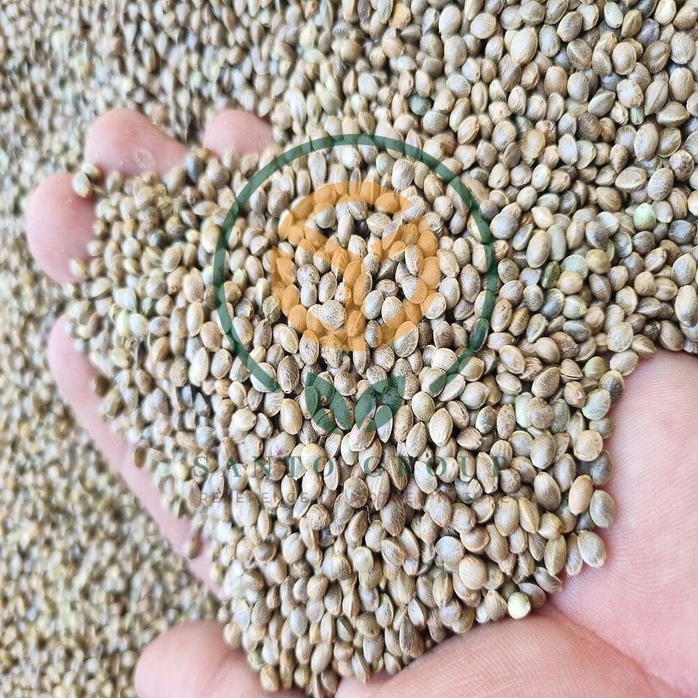 Hemp Seeds