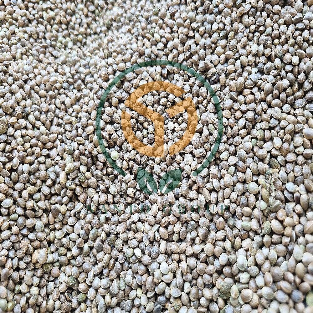 Hemp Seeds