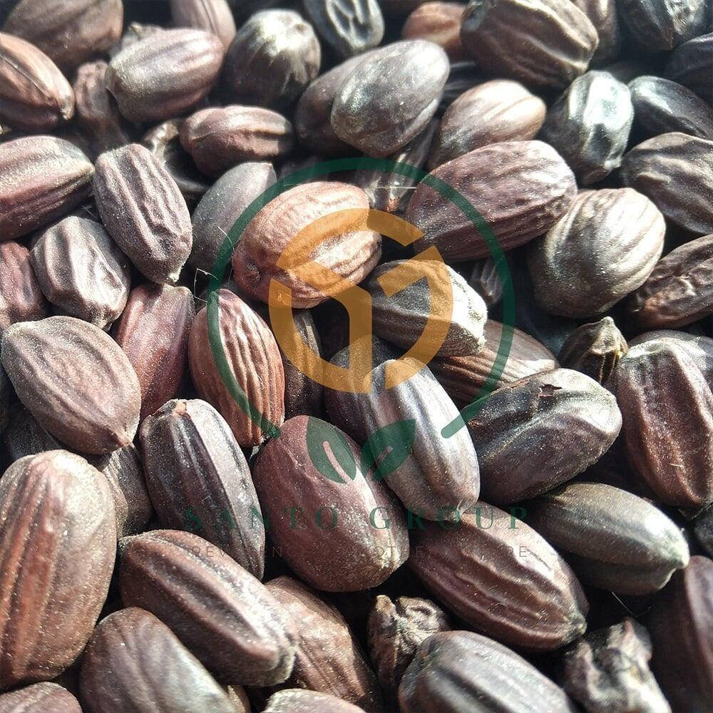 Methi or Fenugreek
