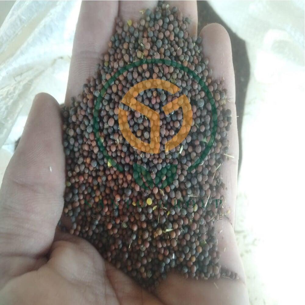 Black or Brown Mustard Seeds