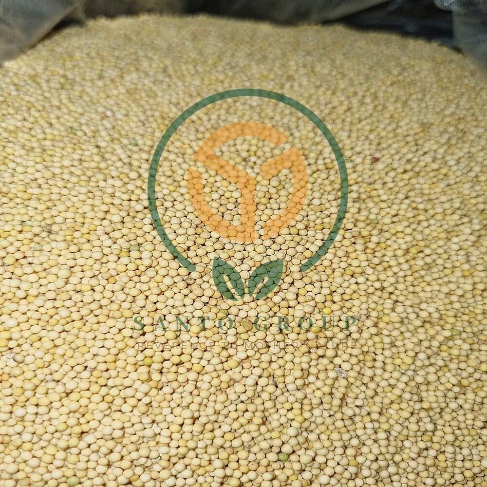 Yellow Mustard Seeds