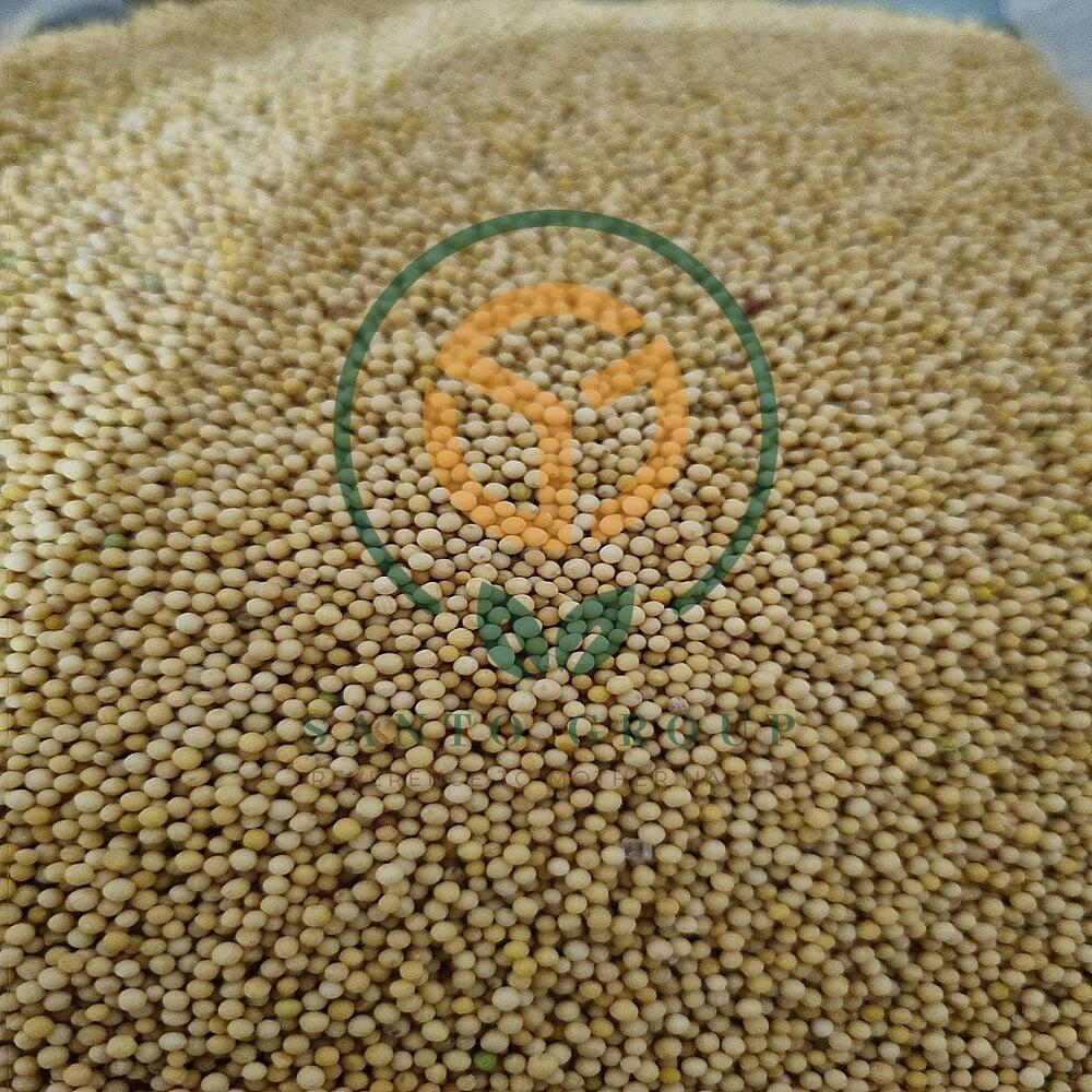 Yellow Mustard Seeds